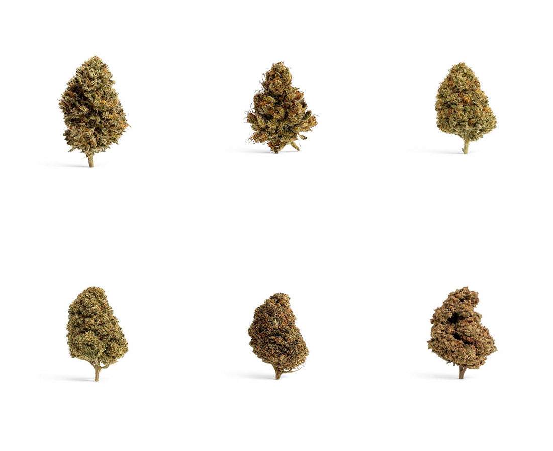 Cómo elegir una flor CBD de calidad: guía clara para comprar bien